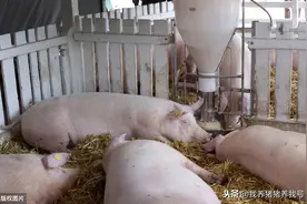 谈谈猪副嗜血杆菌病的诊断与治疗图片