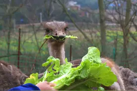 养1年就能出栏，一只卖到3000多，为什么农民却不敢养殖图片