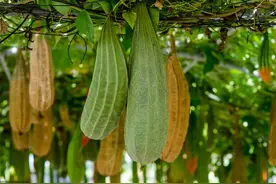 丝瓜常见的6种病虫害，农民分享病害症状和防治方法图片