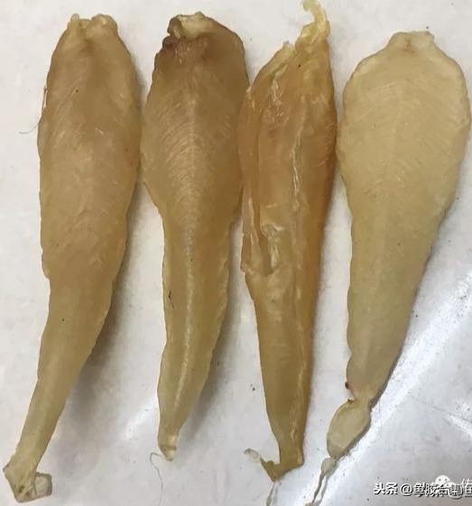 蜘蛛肚花胶 2026年蜘蛛花胶价格,做法,功效及图片大全