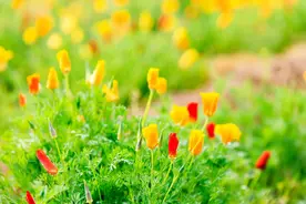 花菱草（人参花）的栽培技术，感兴趣的可以看看？图片