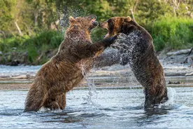 史诗级彪悍打架！两头棕熊争夺领地激烈扭打，咆哮警告对方图片