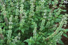 老兽医：十个家禽感冒巧用方汇总，农村养鸡人收藏吧图片