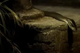 “死亡之吻”！黑曼巴7例咬伤事件无一人生还，100%死亡率？图片