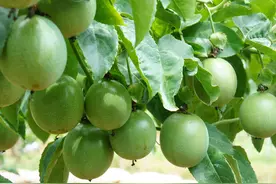 掌握4类原因，可针对性预防百香果干瘪缩果，提高果实产量图片