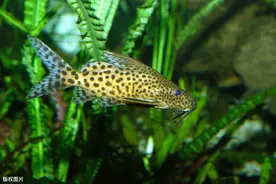 倒着游泳的鱼你养过吗？倒游鲶，这种鱼好看好玩还不难养图片