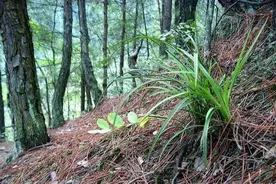 怎样区分“下山”兰花？弄清这2点，新手兰友不吃亏图片