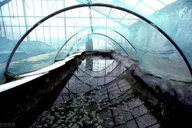 儿时游泳最怕它，如今却成了香饽饽，人工养殖1斤卖到650图片