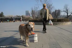 九岁金毛犬每天随主人逛公园逛市场，懂事的它还能帮忙叼着菜篮子图片