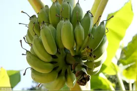 香蕉种植，种植过程中进行合理的肥水管理，有助果农增产增收图片