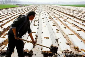 严禁基本农田种果树！那种了的怎么办？别担心有两种选择图片