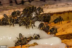 持续阴雨，蜂群产生咬仔脾现象，大家有好的办法吗？图片