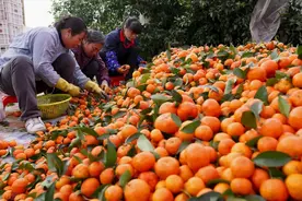 柑橘“腹背受敌”，开秤跌1元，黄龙病爆发，柑橘出路在何方？图片