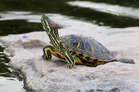 龟与鳖何其相似，为什么中国人吃甲鱼却不吃龟呢图片