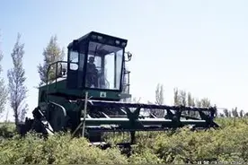 旱沟村3000亩茴香丰收了图片