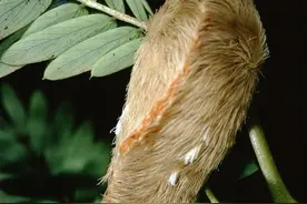 最毒毛毛虫有多可怕？满身毒刺若碰必中毒，痛入骨髓图片