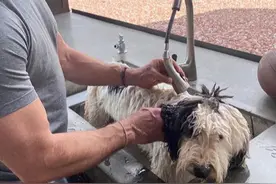 贝佐斯宅家洗狗成万亿富豪，真相就这么扎心：最有钱的人都在躺赚图片