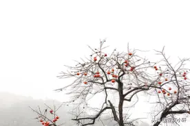 生死契阔，连枝共冢，如果有来生，依然非你莫属图片