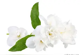 产品个人分享二十五：祖玛龙，茉莉花与金盏花图片