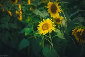 还想你，可我知道，你再也不属于我图片