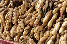 大姜一斤涨到15，种姜就像坐上过山车，挖一挖姜农的辛酸史图片