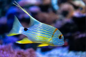 口渴不能喝海水是常识，那你知道海里的鱼是怎么喝水的吗？图片