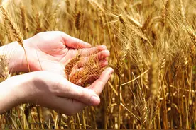 全球迎来五十年来最严重的粮食危机，中国抢先“囤粮”度过难关图片