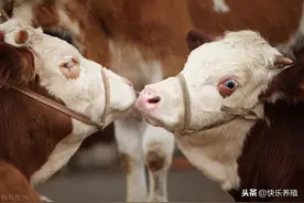 买牛如何不被骗？这4类牛不要买，养牛户一定要谨记图片