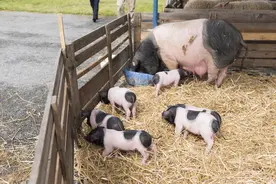 封闭式圈养是养母猪的最好方法图片