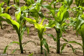 玉米产量提升的农艺技术措施，赶紧看，太实用了图片