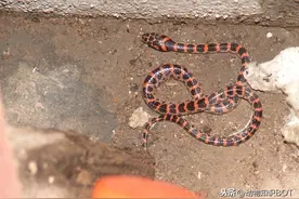 国内最常见的赤链蛇，许多人认为无毒，实际却是一种有毒蛇？图片