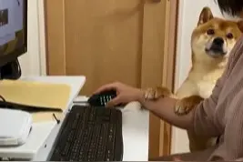主人用电脑看萌宠视频，柴犬立刻吃醋，用爪子搭住主人的手撒娇图片