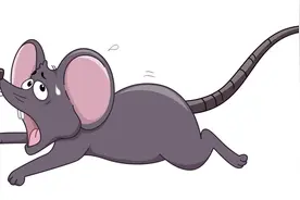 农村的大黑老鼠变少了，个头很小的老鼠却增多，是老鼠变小了吗？图片