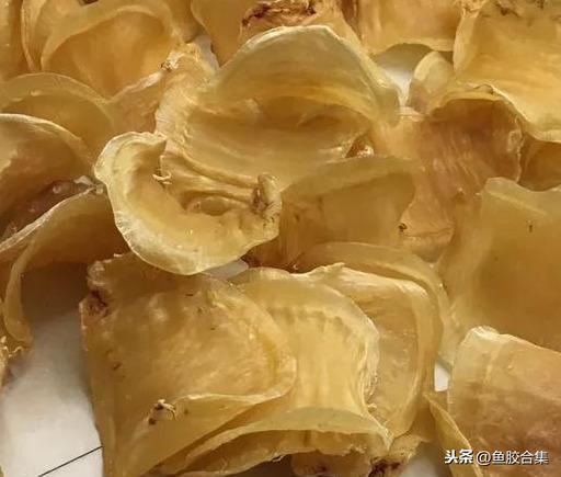 蜘蛛肚花胶 2026年蜘蛛花胶价格,做法,功效及图片大全