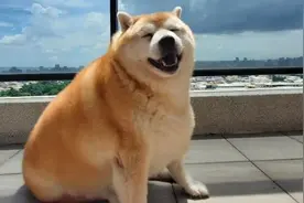 12岁柴犬每天只吃一顿，依然胖成一只海豹，羞愧得把头埋进枕头图片