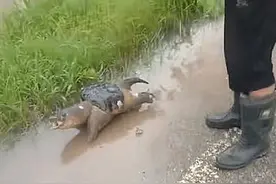大雨过后路上出现个乌龟，起初没认出来，看清后：也太离谱了图片