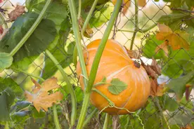 南瓜和荀瓜的栽培技术，这样做，保证适时座瓜，以获得丰产图片