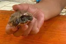一个大浪将乌龟掀到岸边？专家：汛期动物会自行寻找合适生存区，市民不要捕捉图片