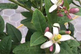 如何养好“盆栽柠檬”？图片