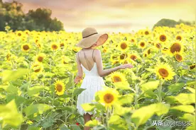 拍向日葵人像常见的3个坑，避开它们，照片立马提升一个档次图片