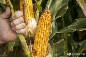 “种一季，顶两季”的玉米品种来了，豫单9953，亩产超一吨图片