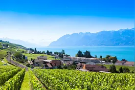 进入秋分节气，几十条蛇盘踞在乡间小路上，传说“蛇上朝”再现？图片