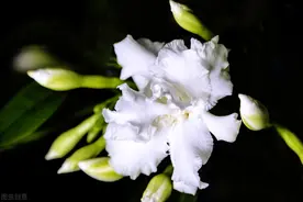 土的可爱，俗的典雅——狗牙花图片