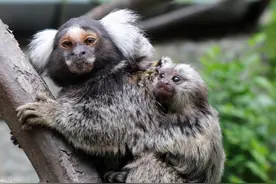 父亲节盘点动物奶爸带娃日常，和熊孩子花式互坑搞笑图片