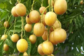 黄皮幼龄树管理技术，这里有详细介绍，掌握这几点苗木长得好图片