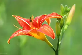 大花萱草播种繁殖始花期长，采用分株繁殖，当年便可开花不断图片