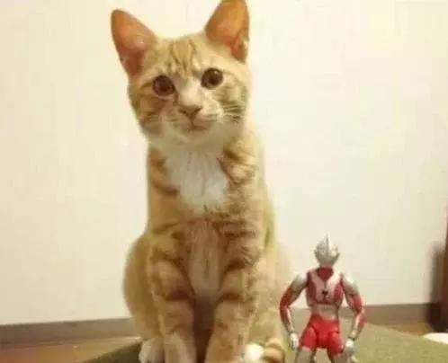 自从猫咪有奥特曼陪伴后，变得异常活跃，看到相处模式主人舒服了