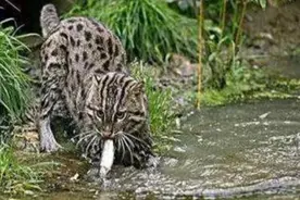 女子捡到一只小猫，长大后总是叼鱼回家，跟踪小猫后发现不得了图片