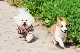 养狗前，先考虑清楚这6个问题，那才叫负责图片