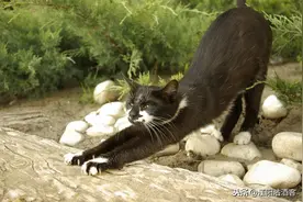 泸州龙门阵告诉你，老鼠为什么怕猫？图片